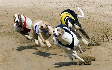 Greyhound – the fastest dog in the world | DinoAnimals.com