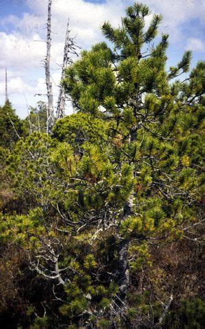 Lodgepole Pine | Sierra Club BC