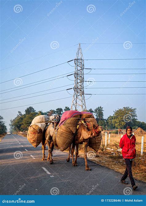 Village Life Haryana, India Editorial Photo - Image of camel, life ...