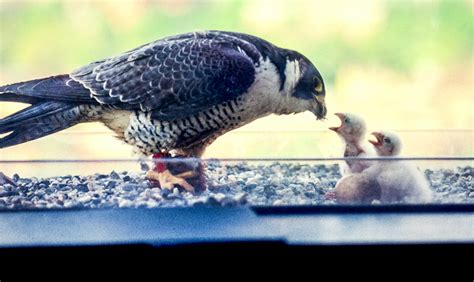 Peregrine falcon nest cameras are streaming! | Mass.gov