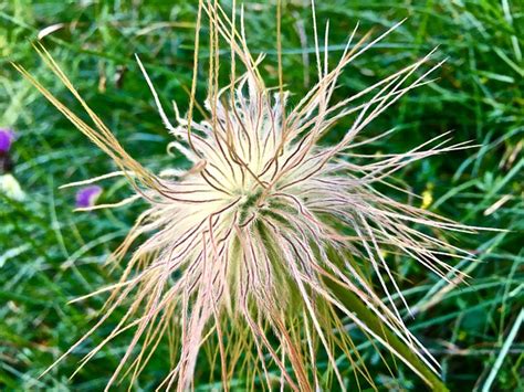 Flor Grama Macro - Foto gratuita no Pixabay - Pixabay