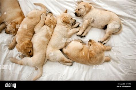 Labrador puppies sleeping on bed Stock Photo - Alamy