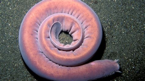 Pacific Hagfish: The ancient deep-sea creature that can can choke a ...