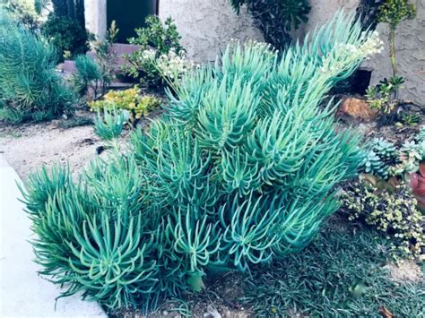 BLUE SERPENTS CHALK Fingers Senecio Vitalis Succulent Plant Huge 6" Cutting $7.00 - PicClick