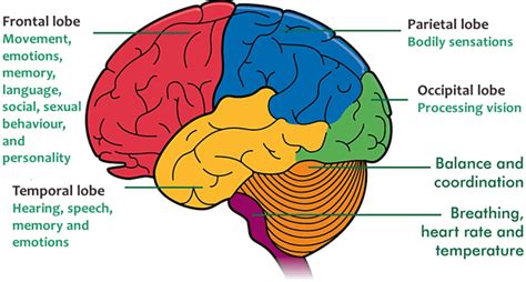 Epilepsy: New Data on Focal Seizures - EpilepsyU