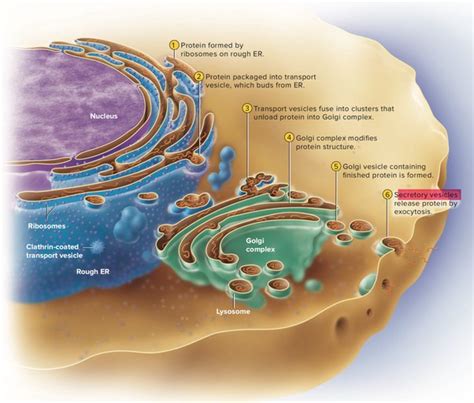 What are the organelles found in large numbers in cells of a secretory ...