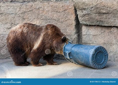 Bear And Trash Can Stock Photos - Image: 8119613