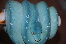 Green Tree Python Care - CHICAGO EXOTICS ANIMAL HOSPITAL