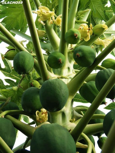 Papaya - a new harvest - Tuetego