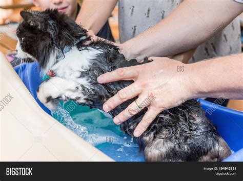 Cat Bath. Wet Cat. Image & Photo (Free Trial) | Bigstock