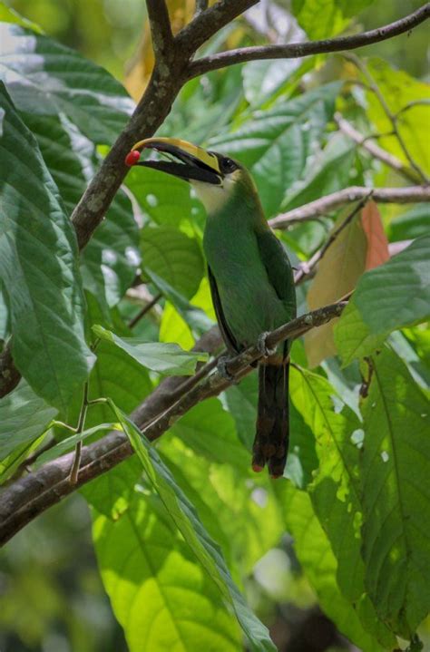 How an Emerald Toucan Inspired a Textbook Cover — The Windelspectrum