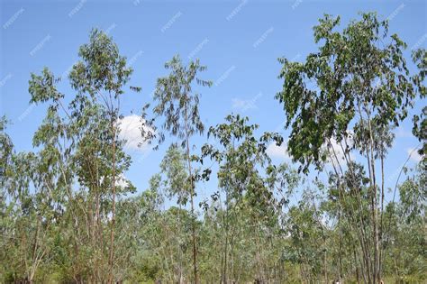 Premium Photo | Eucalyptus forest on sky background