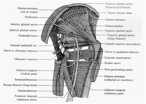 Structures passing through sciatic foramen and pudendal canal : Mnemonic | Epomedicine