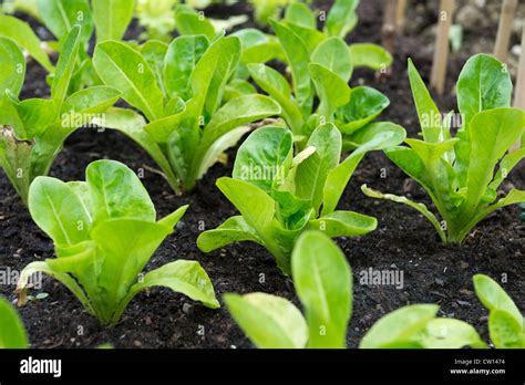 Little Gem Lettuce Plants Growing in a Raised Bed Stock Photo - Alamy