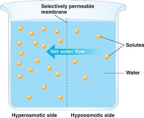 osmotic.html 44_02HyperHypoosmotic-L.jpg