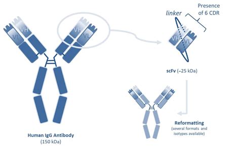 Antibody Discovery - VHH and scFv binders from Synthetic Libraries