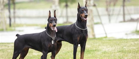 Mitos sobre la raza de perro Doberman - Bekia Mascotas