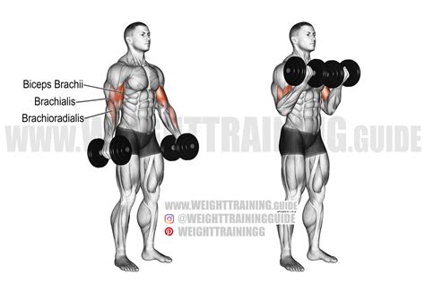 Dumbbell concentration curl instructions and video | Weight Training Guide