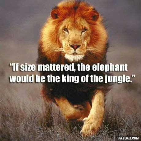 Funny Lion Pictures With Quotes - ShortQuotes.cc