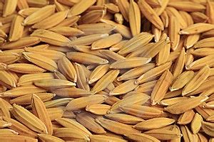 Rice Seed Stock Photography - Image: 15424702