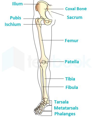 Trivia for Kids: Largest Bones In Human Body