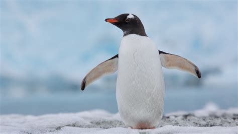 Studying penguin poo to understand the effects of climate change