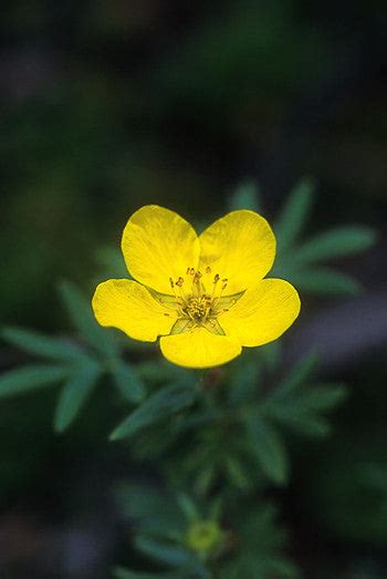 Tundra Rose Flower Essence - Potentilla fruticosa – Alaskan Essences ...