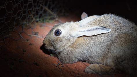 Invasive species and habitat loss our biggest biodiversity threats ...