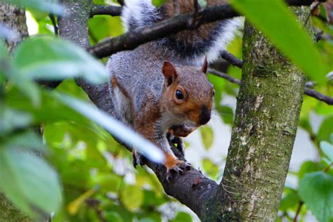 The UK's Urban Wildlife