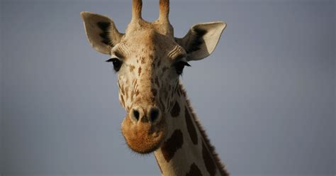 Wildlife groups petition to add giraffes to endangered species list