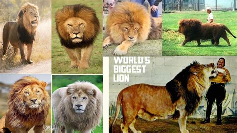 10 Biggest Lions in History | TOP 10 LARGEST LIONS - YouTube