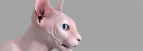 Sphynx Cat Pink - FlippedNormals