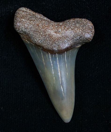 Fossil Giant Mako Shark Tooth - Virginia For Sale (#5549) - FossilEra.com