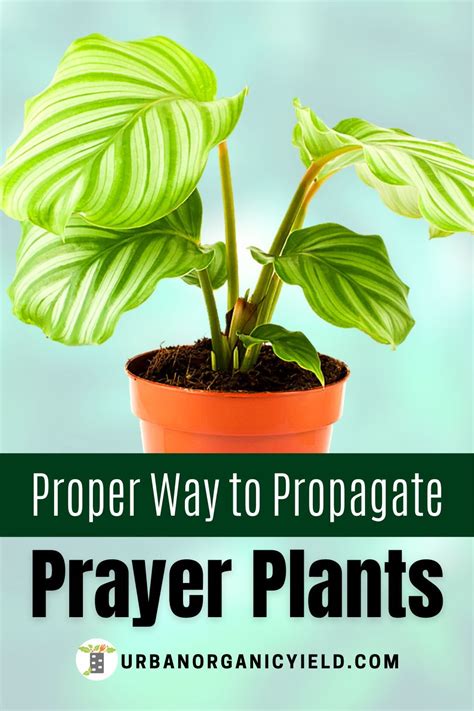 Prayer Plant Propagation Tips | Propagating plants, Plants, Prayer plant