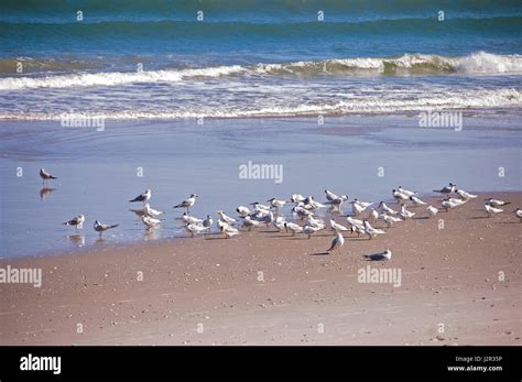 Sea Gulls On Beach Stock Photo - Alamy