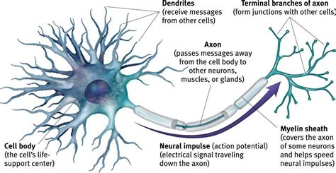 Motor Neuron Disease - Neurological Issues - Herbal Care Products Blog