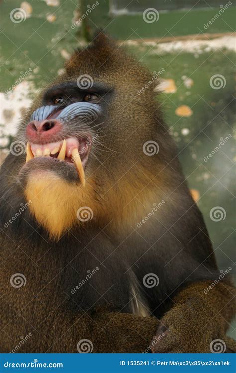 Monkey Mandrill Stock Image - Image: 1535241