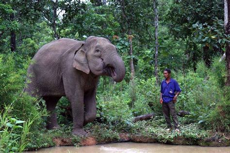 11 Wild Animals in Vietnam & Best Place to Spot