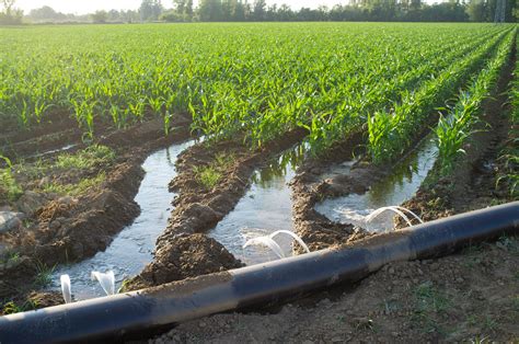 Garden Furrow Irrigation | Fasci Garden