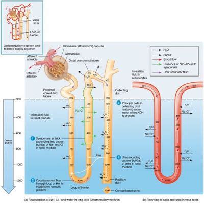 MEDICINE: Urea recycling and the medullary osmotic gradient... | Medicina, Doutorado, Citologia