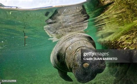 112 Baby Manatee Stock Photos, High-Res Pictures, and Images - Getty Images