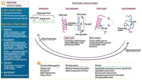 Draw Structure Of Protein