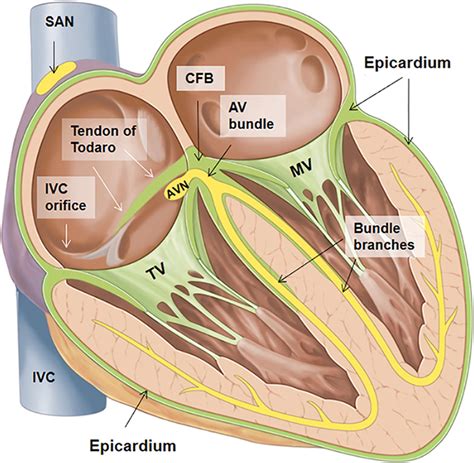 Fibrous Skeleton of the Heart: Anatomic Overview and Evaluation of ...