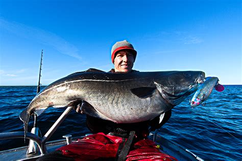 Coalfish: Species Spotlight | Sea Fishing Holidays | Sportquest Holidays