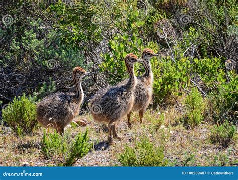 Ostrich Chicks stock image. Image of fynbos, grassland - 108239487