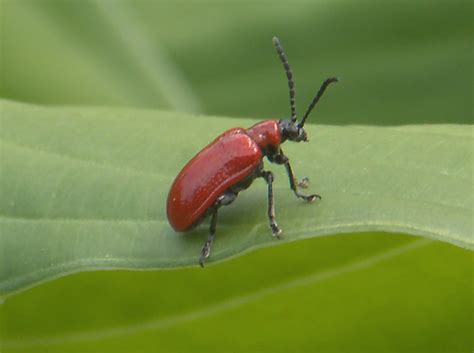 Lily Leaf Beetle - What's That Bug?