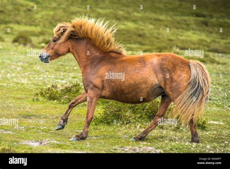 Ponies and young pony foals in Dartmoor National park, Devon, West ...