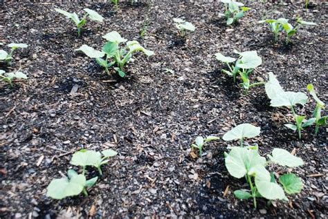 How to Grow Butternut Squash from Seed – Mother Earth News