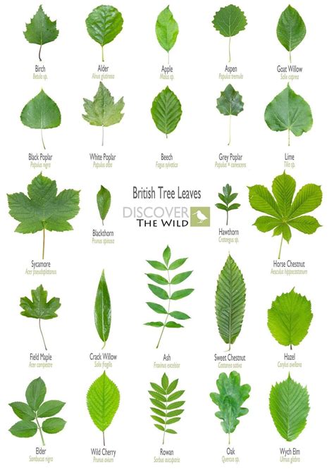 British Tree Leaves | Tree leaf identification, Leaf identification, Plant leaf identification