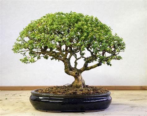 Boxwood Bonsai Care Guide | Bonsai tree, Indoor bonsai, Indoor bonsai tree